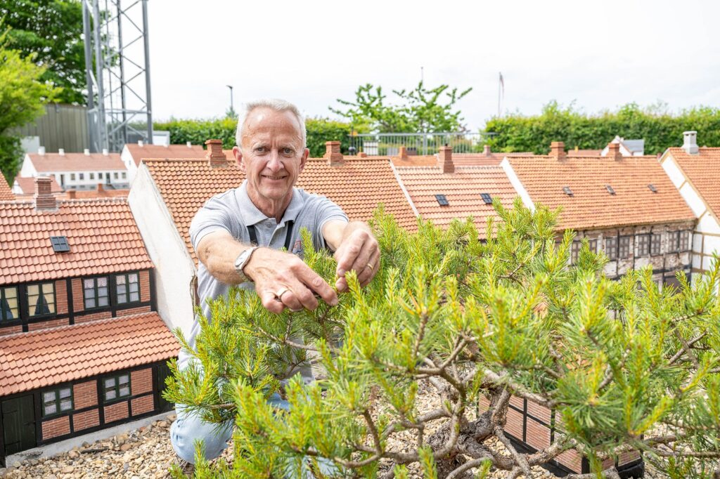 Torben står mellem husene i Kolding Miniby og nipper små skud af et fyretræ