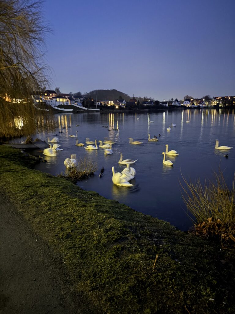 Svaner ved Slotssøen